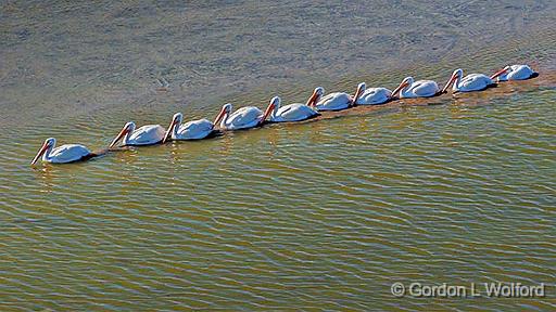 Pelican Parade_47334.jpg - American White Pelican (Pelecanus erythrorhynchos) photographed at Port Aransas, Texas, USA.